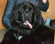 Превью фото № 234080