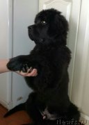 Превью фото № 234097