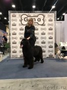 Превью фото № 234135