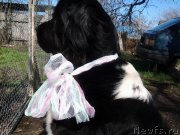 Превью фото № 234234