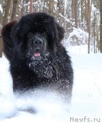 Превью фото № 234238