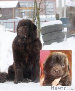 Превью фото № 234240