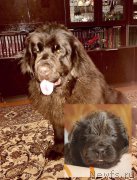 Превью фото № 234245