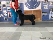 Превью фото № 234254