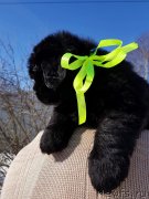 Превью фото № 234257