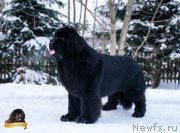 Превью фото № 234277