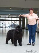 Превью фото № 234284