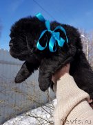 Превью фото № 234300