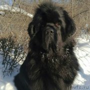 Превью фото № 234311