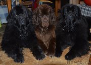 Превью фото № 234326