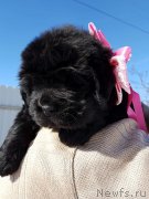 Превью фото № 234368