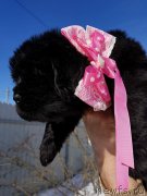 Превью фото № 234372