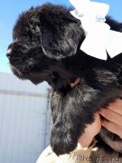 Превью фото № 234394