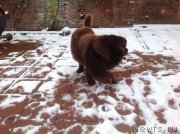 Превью фото № 234408