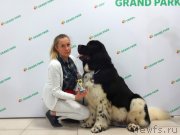 Превью фото № 234409