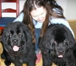 Превью фото № 23447