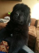 Превью фото № 234481