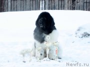 Превью фото № 234484