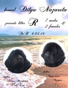 Превью фото № 234504