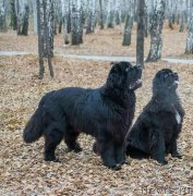 Превью фото № 234513