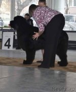 Превью фото № 234514