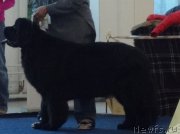 Превью фото № 234516