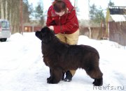 Превью фото № 234596