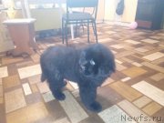 Превью фото № 234625