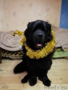 Превью фото № 234633