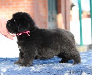 Превью фото № 234653