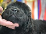 Превью фото № 234657