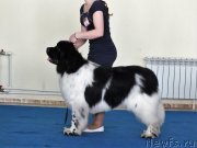 Превью фото № 234710