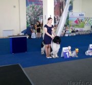 Превью фото № 234711