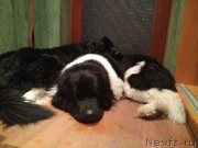 Превью фото № 234808