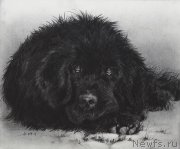 Превью фото № 234821