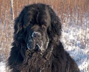 Превью фото № 234832