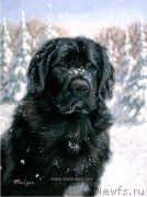 Превью фото № 234841