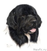 Превью фото № 234843