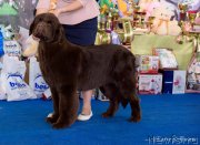 Превью фото № 234861