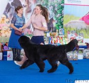 Превью фото № 234865