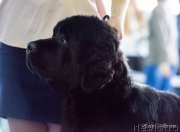 Превью фото № 234869