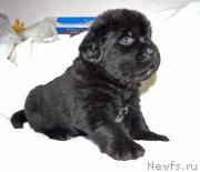 Превью фото № 234889