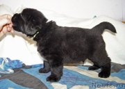 Превью фото № 234892