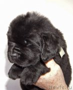 Превью фото № 234895