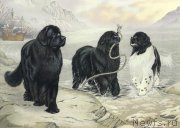 Превью фото № 234914