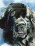 Превью фото № 234925