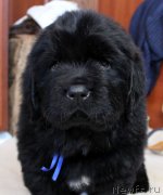 Превью фото № 234951