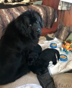 Превью фото № 234953