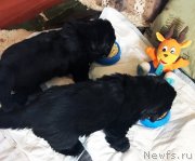 Превью фото № 234954