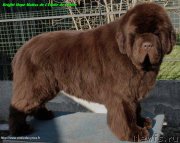 Превью фото № 234981